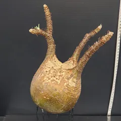 2025年最新】グラキリス ベアルートの人気アイテム - メルカリ