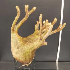 2025年最新】グラキリス ベアルートの人気アイテム - メルカリ