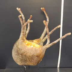 2025年最新】グラキリス 現地球の人気アイテム - メルカリ