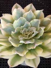 多肉植物 メルカリ便 シャビアナピンクフリル錦 小苗 - メルカリ