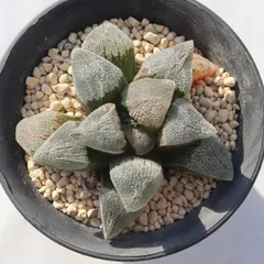 エメリアエ TK12-38 ハオルチア 写真の子をお届け 多肉植物 ハオルチア通販 多肉植物販売 室内植物 インテリア 多年草 観葉植物 ドライガーデン