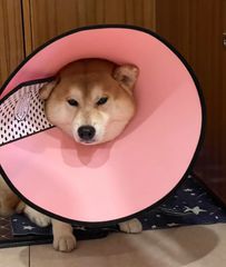 Item thumbnail for item 6e6c58d6-5e3b-4ee3-9393-d0f034567252