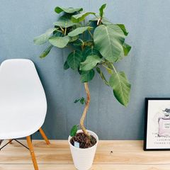 現品］41番 フィカス ベンガレンシス 曲がり 8号 観葉植物 室内 大型