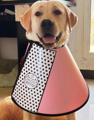 Item thumbnail for item 0e2fbda1-f36b-43b6-b99a-61bf9d964ee1