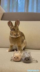 Item thumbnail for item 2876b216-67fb-4bc7-8c24-b87de908a5ff