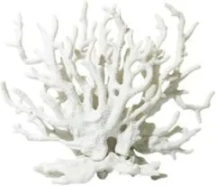 2025年最新】珊瑚オブジェの人気アイテム - メルカリ