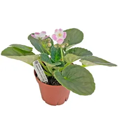 2025年最新】セントポーリア+苗の人気アイテム - メルカリ