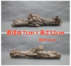 2025年最新】コルク樹皮 キャノンの人気アイテム - メルカリ