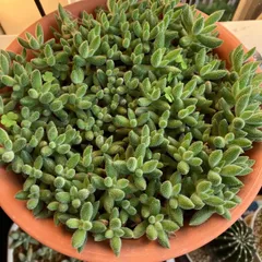 2025年最新】カット苗 多肉の人気アイテム - メルカリ