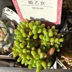 姫乙女❣️札付き❗️多肉植物 抜き苗 - メルカリ