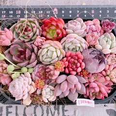 多肉植物 寄せ植えset♡12122※おまけも付けたいです♪♪