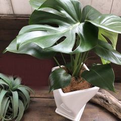 根上がり モンステラ 天然苔仕立て 陶器鉢 植え込み発送 - メルカリ