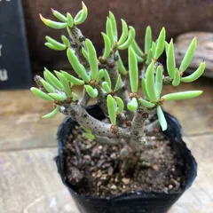 2025年最新】チレコドンの人気アイテム - メルカリ