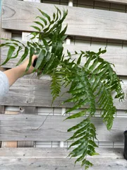 2025年最新】ホウビカンジュの人気アイテム - メルカリ