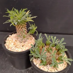 2025年最新】黄金ソテツの人気アイテム - メルカリ