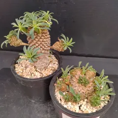 2025年最新】ソテツの葉の人気アイテム - メルカリ