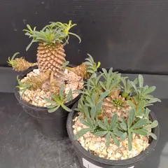 2025年最新】蘇鉄 ソテツ 黄金の人気アイテム - メルカリ