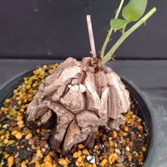 2025年最新】アフリカ亀甲竜の人気アイテム - メルカリ