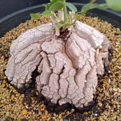 2025年最新】アフリカ亀甲竜の人気アイテム - メルカリ