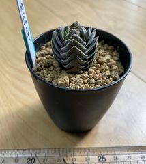 多肉植物　ハオルチア　桜水晶　抜き苗 多肉植物 ハオルチア 桜水晶 - メルカリ