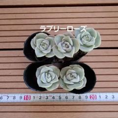 多肉植物『ラブリーローズ』5苗セット - メルカリ