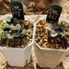 多肉植物 観葉植物 ハオルチア ハオルシア 新氷砂糖錦群生 極上斑