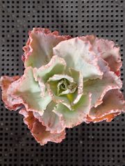 多肉植物 メルカリ便 アエオニウム ヤヌス錦 - メルカリ