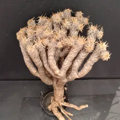 2025年最新】ユーフォルビア ギラウミニアナの人気アイテム - メルカリ