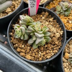 ラブリーローズ錦 多肉植物 抜き苗 - メルカリ