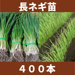 2025年最新】ねぎ 苗の人気アイテム - メルカリ