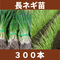 2025年最新】ねぎ苗の人気アイテム - メルカリ