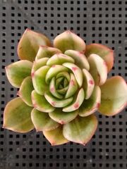 多肉植物 メルカリ便 アエオニウム ヤヌス錦 - メルカリ