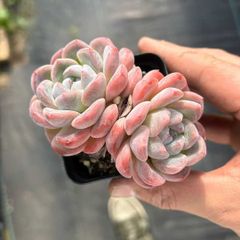 Z14×18苗 オリオン 新入荷 抜き苗 多肉植物 詰め合わせ アエオニウム