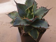 アガベ帝君(エンペラー)大株抜き苗1株プランツタグ付き - メルカリ