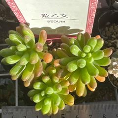 miyaさん苗❣️命名株❣️❣️ひなの❣️❣️札付き❗️多肉植物 抜き