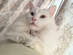 tori様専用ページ メチオニンパウダー、鼻と～るネブライザー用