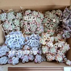 多肉植物『詰め合わせ』セット