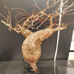 G094【自社養生株】パキポディウム ビスピノーサム（現地球・発根株