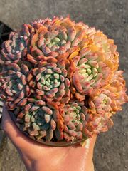 Z47×24苗 プディング錦 新入荷 抜き苗 多肉植物 詰め合わせ