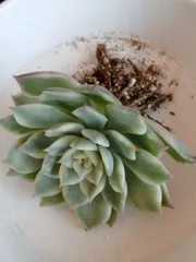 多肉植物 エリカ錦＆ベビードール錦♡小苗セット a7004dae2c243b90321e34d207eedc