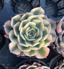 11#多肉植物❤️アエオニウム錦❤️舞天姫❤️14頭27cm拔き苗 11#多肉植物❤️アエオニウム錦❤️舞天姫❤️14頭27cm拔き