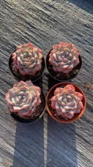 新入荷　ピンククリスタル×18株 多肉植物 エケベリア セダム アエオニウム 韓国苗 寄せ植え　詰め合わせ RC2155