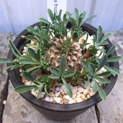 2025年最新】鉄甲丸の人気アイテム - メルカリ