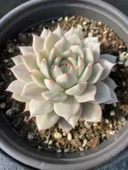 新入荷　ティピー錦×15株 多肉植物 エケベリア セダム アエオニウム 韓国苗 寄せ植え　詰め合わせ MY253