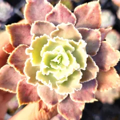 メルカリ便　シャビアナ錦　韓国苗 メルカリ便 シャビアナ錦 韓国苗