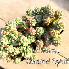 多肉植物 エケベリア キャラメルスプライト 2苗セット 抜き苗