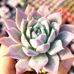 2025年最新】コロラータタパルパの人気アイテム - メルカリ