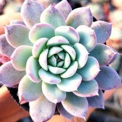 多肉植物 エケベリア ホワイトスノー 抜き苗 - メルカリ