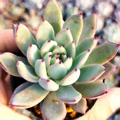 2025年最新】コロラータタパルパの人気アイテム - メルカリ