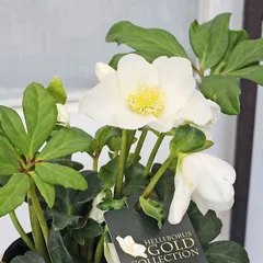 ♡開花中♡クリスマスローズ　横向きオーレア多弁 2025年最新】クリスマスローズ横向き上向きの人気アイテム - メルカリ